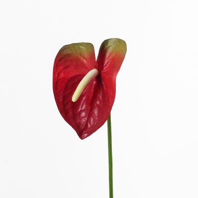 Premium Medium Anthurium Stem (Red Green) Natural Touch 46cm