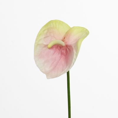 Premium Medium Anthurium Stem (Soft Pink Green) Natural Touch 46cm