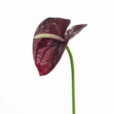 Premium Medium Anthurium Stem (Deep Burgundy) Natural Touch 46cm