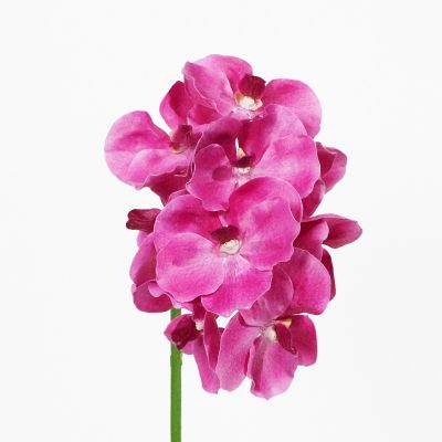 Premium Large Vanda Orchid 9 Flower Stem (Vibrant Pink) Natural Touch 64cm