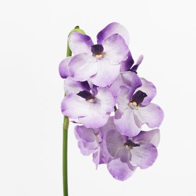 Premium Large Vanda Orchid 9 Flower Stem (Soft Lilac) Natural Touch 64cm