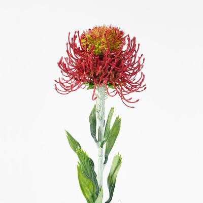 Pincushion Honeysuckle Stem (Native Red) 59cm