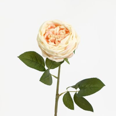 Austin Rose Stem (Peach) Natural Touch 44cm