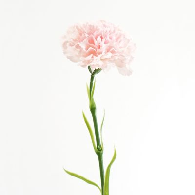 Carnation Stem (Light Pink) Natural Touch 50cm