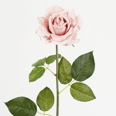 Bella Tea Rose Stem (Champagne) Natural Touch 74cm