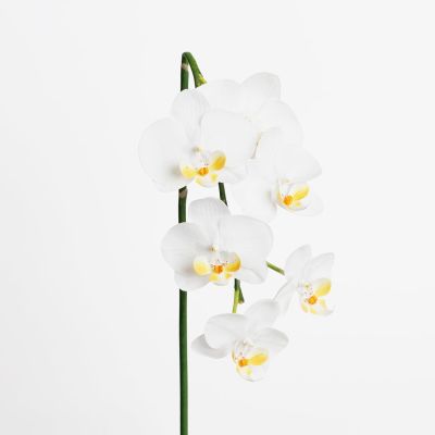 Premium Phalaenopsis Orchid 6 Flower Stem (Blooming White) Natural Touch 60cm