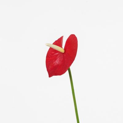 Premium Mini Anthurium Stem (Scarlet Red) Natural Touch 46cm