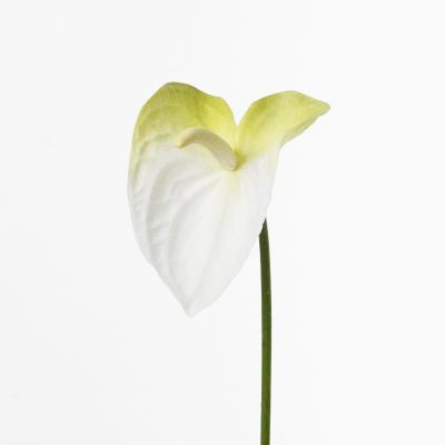 Premium Medium Anthurium Stem (White Green) Natural Touch 46cm