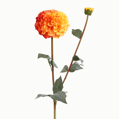 Franz Kafka Dahlia, 1 Flower, 1 Bud Stem (Bloom Orange) 80cm