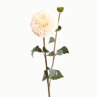 Franz Kafka Dahlia, 1 Flower, 1 Bud Stem (Natural White) 80cm
