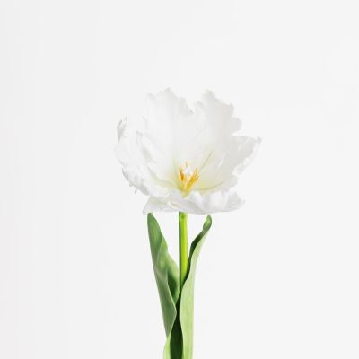 Premium Large Parrot Tulip Stem (Blooming White) Natural Touch 61cm