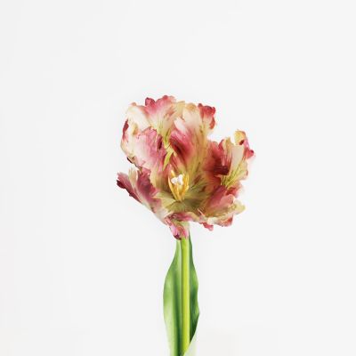 Premium Large Parrot Tulip Stem (Blooming Violet) Natural Touch 61cm