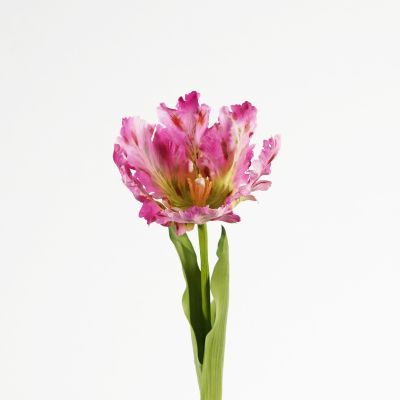 Premium Large Parrot Tulip Stem (Blooming Wildberry) Natural Touch 61cm