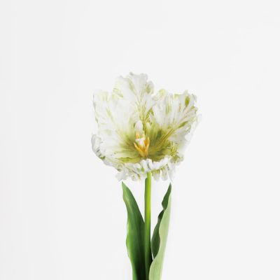 Premium Large Parrot Tulip Stem (Blooming Green) Natural Touch 61cm