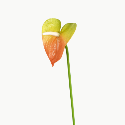 Premium Mini Anthurium Stem (Bloom Orange) Natural Touch 46cm