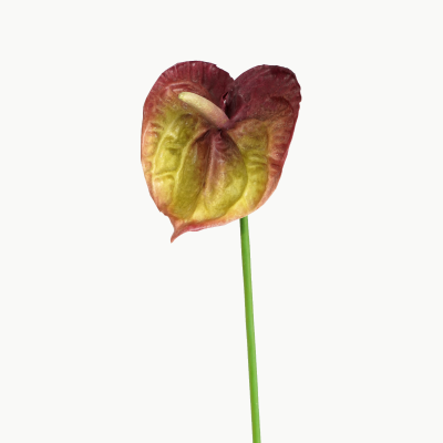 Premium Small Anthurium Stem (Bloom Burgundy) Natural Touch 46cm