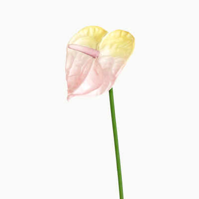 Premium Small Anthurium Stem (Pale Pink) Natural Touch 46cm