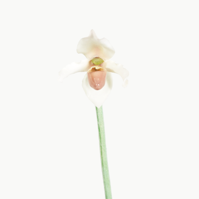 Premium Mini Lady Slipper Orchid Stem (White) Natural Touch 30cm
