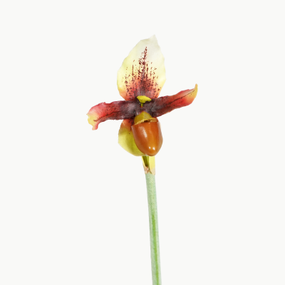 Premium Mini Lady Slipper Orchid Stem (Burgundy) Natural Touch 30cm