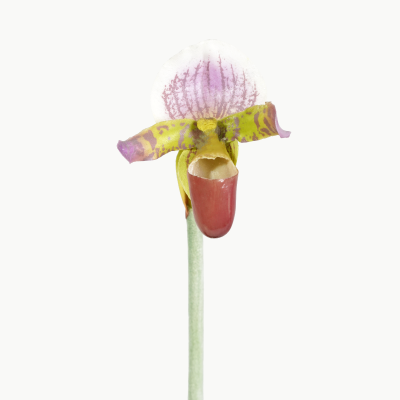 Premium Mini Lady Slipper Orchid Stem (Lilac) Natural Touch 30cm