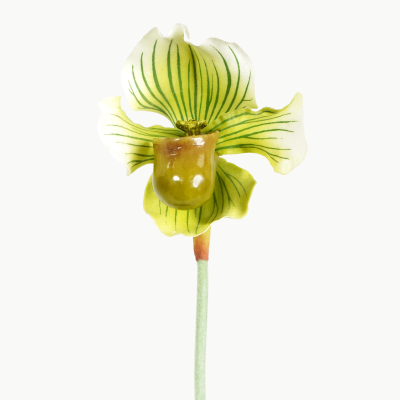 Premium Medium Lady Slipper Orchid Stem (Fresh Green) Natural Touch 51cm
