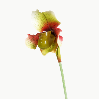 Premium Medium Lady Slipper Orchid Stem (Bloom Burgundy) Natural Touch 51cm